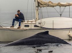 Phone vs whale