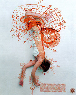 Chloe Tallot - Brain illustration